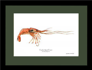 Prawn, Pacific Spot | Wall Art Shellfish Print
