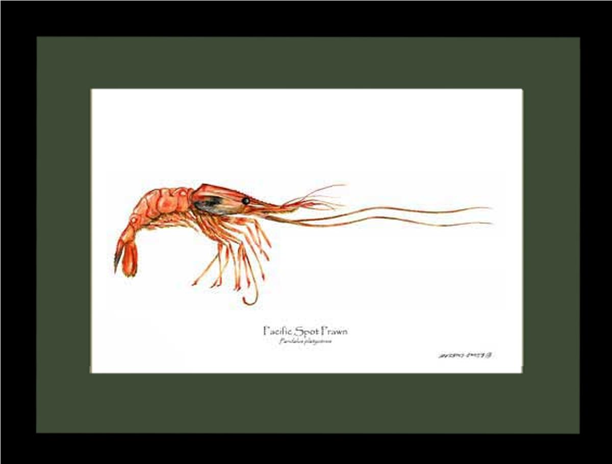 Shellfish Print: Prawn, Pacific Spot | Wall Art Shellfish Print