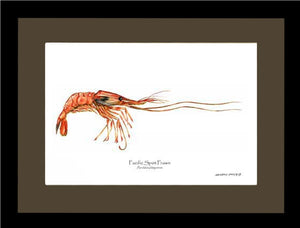 Prawn, Pacific Spot | Wall Art Shellfish Print