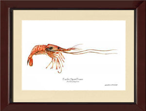 Prawn, Pacific Spot | Wall Art Shellfish Print
