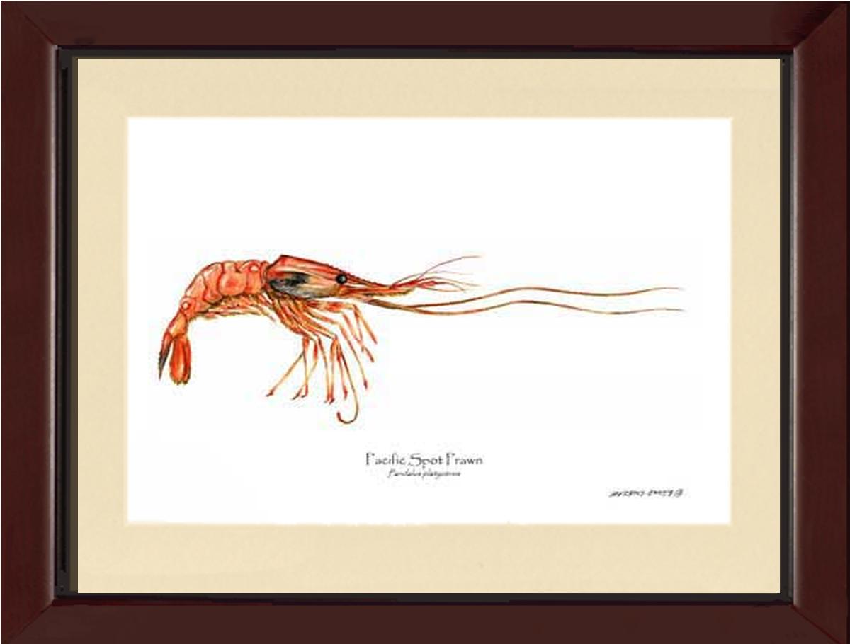Shellfish Print: Prawn, Pacific Spot | Wall Art Shellfish Print