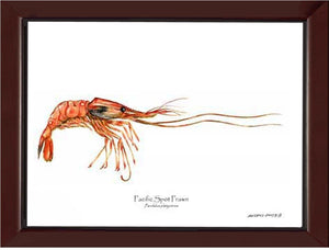 Prawn, Pacific Spot | Wall Art Shellfish Print