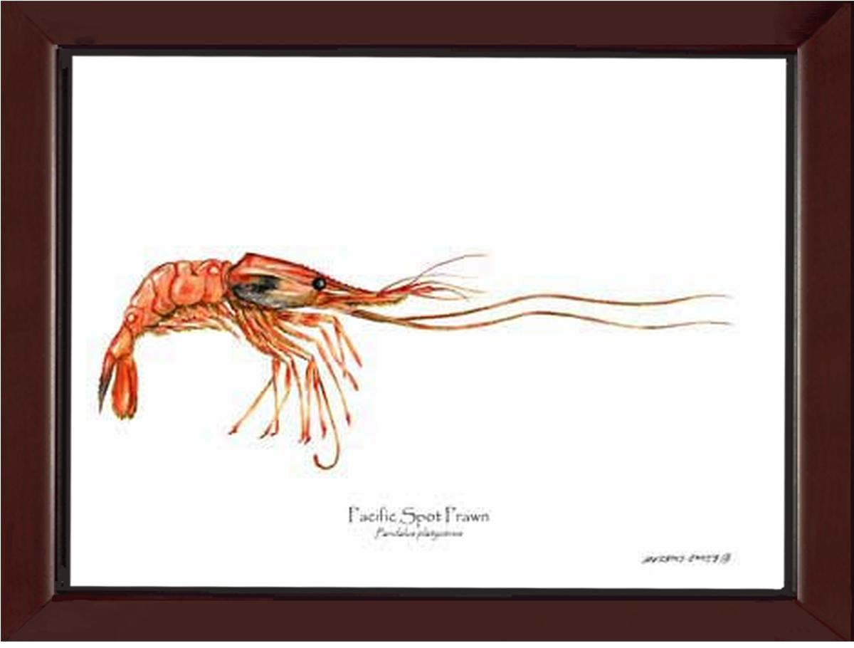 Shellfish Print: Prawn, Pacific Spot | Wall Art Shellfish Print