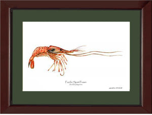 Prawn, Pacific Spot | Wall Art Shellfish Print