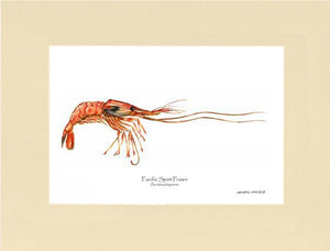 Prawn, Pacific Spot | Wall Art Shellfish Print