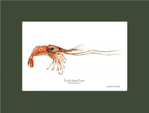 Prawn, Pacific Spot | Wall Art Shellfish Print