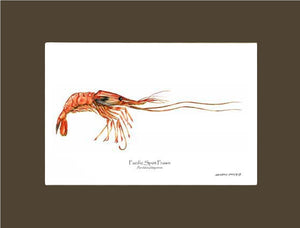 Prawn, Pacific Spot | Wall Art Shellfish Print
