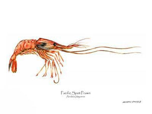 Prawn, Pacific Spot | Wall Art Shellfish Print