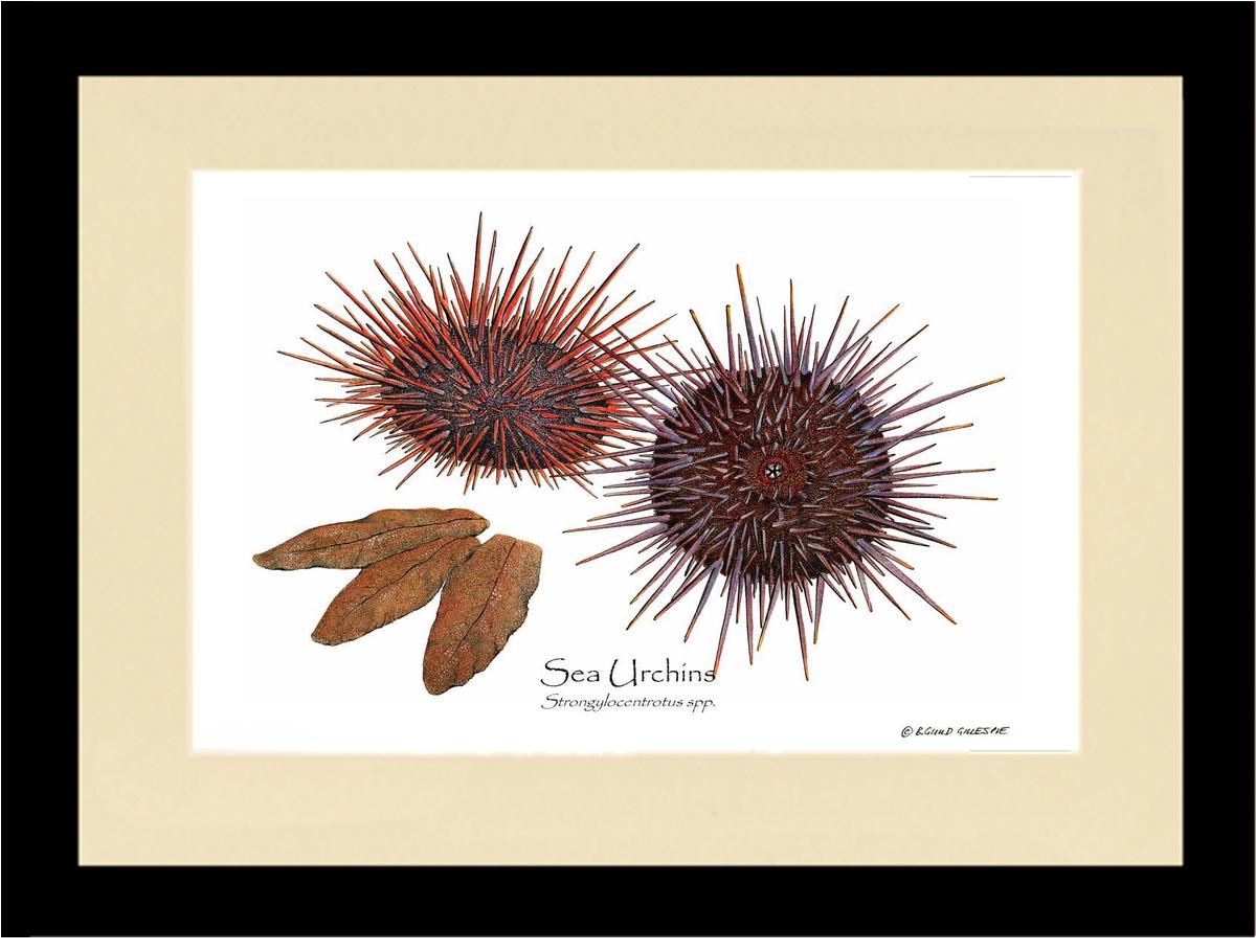 Shellfish Print: Sea Urchins, Red/Purple | Wall Art Shellfish Print