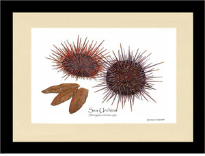 Sea Urchins, Red/Purple