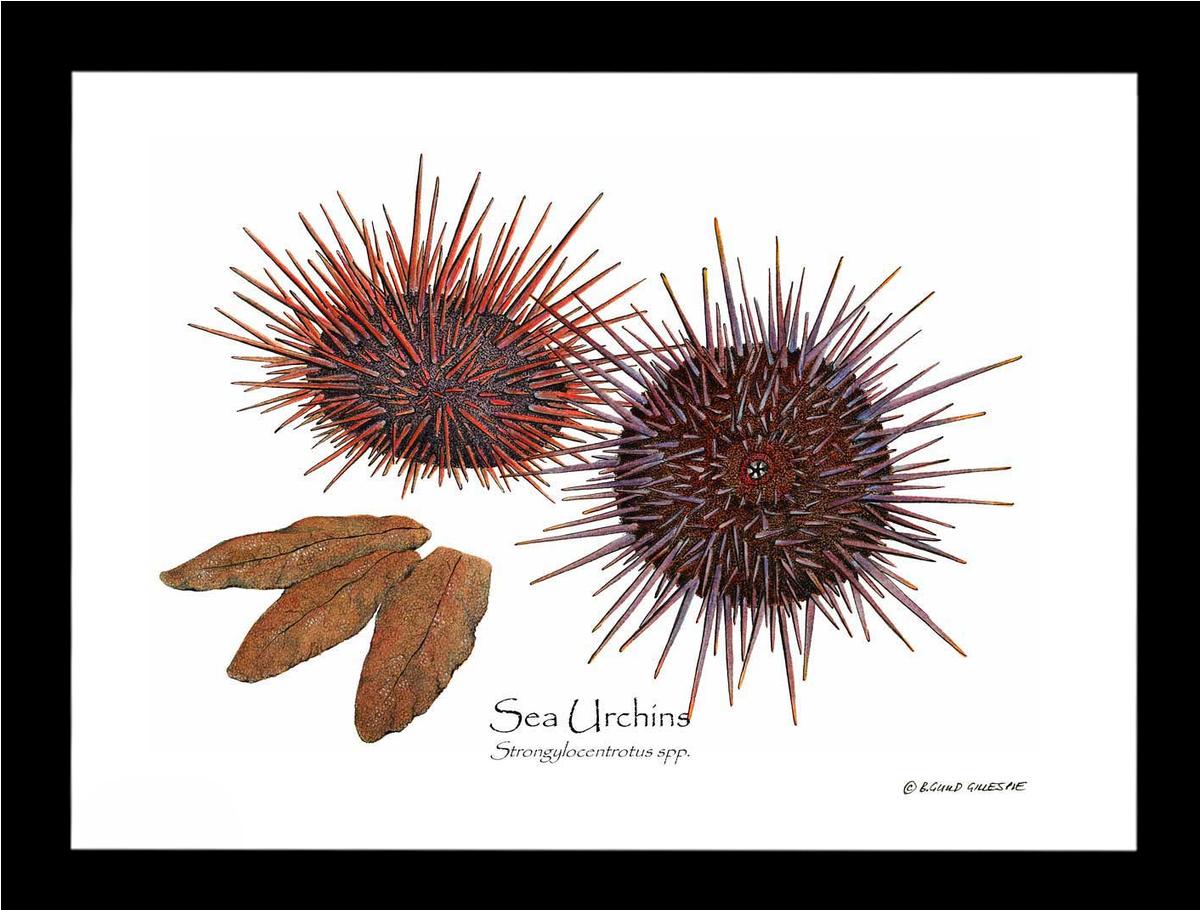 Shellfish Print: Sea Urchins, Red/Purple | Wall Art Shellfish Print