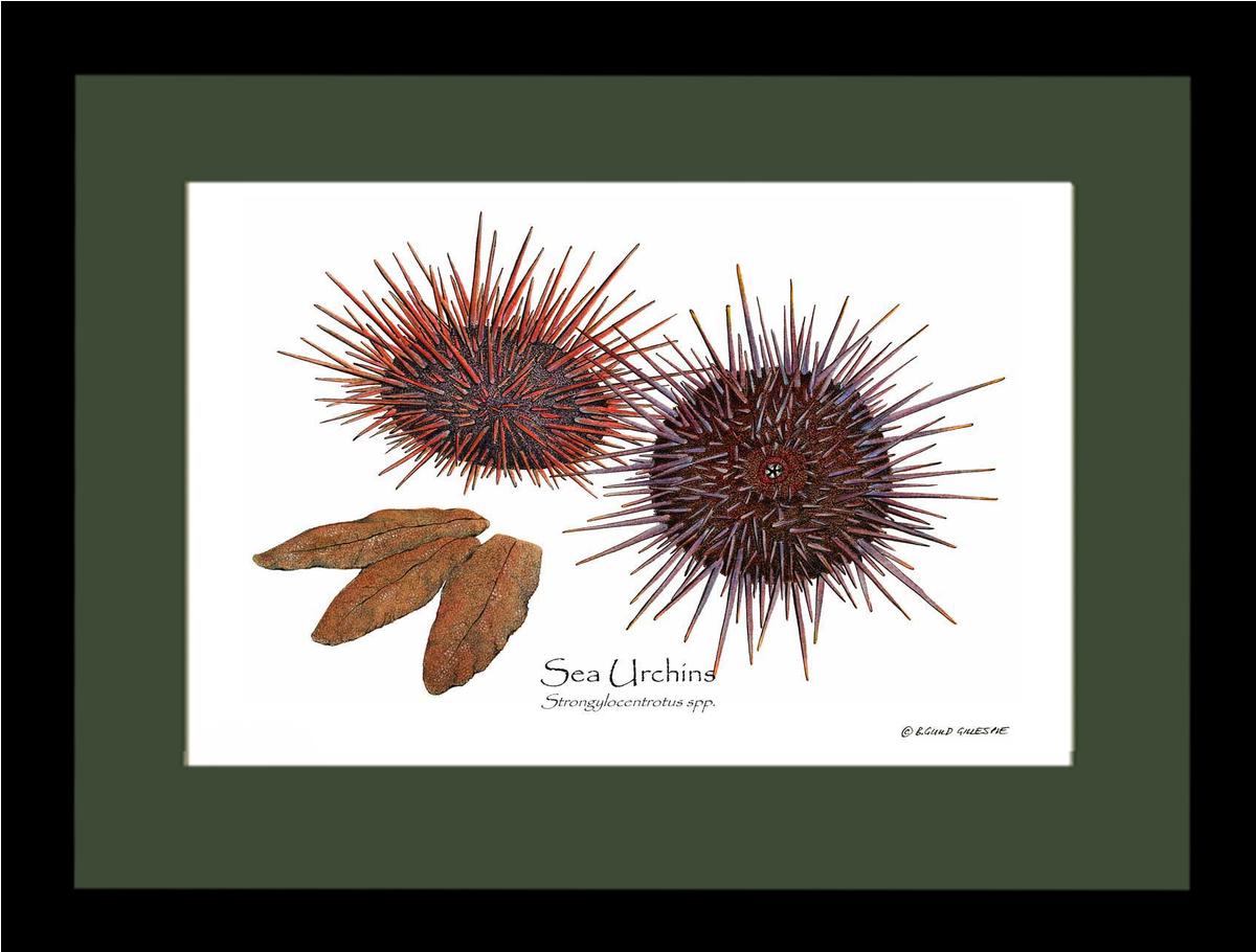 Shellfish Print: Sea Urchins, Red/Purple | Wall Art Shellfish Print