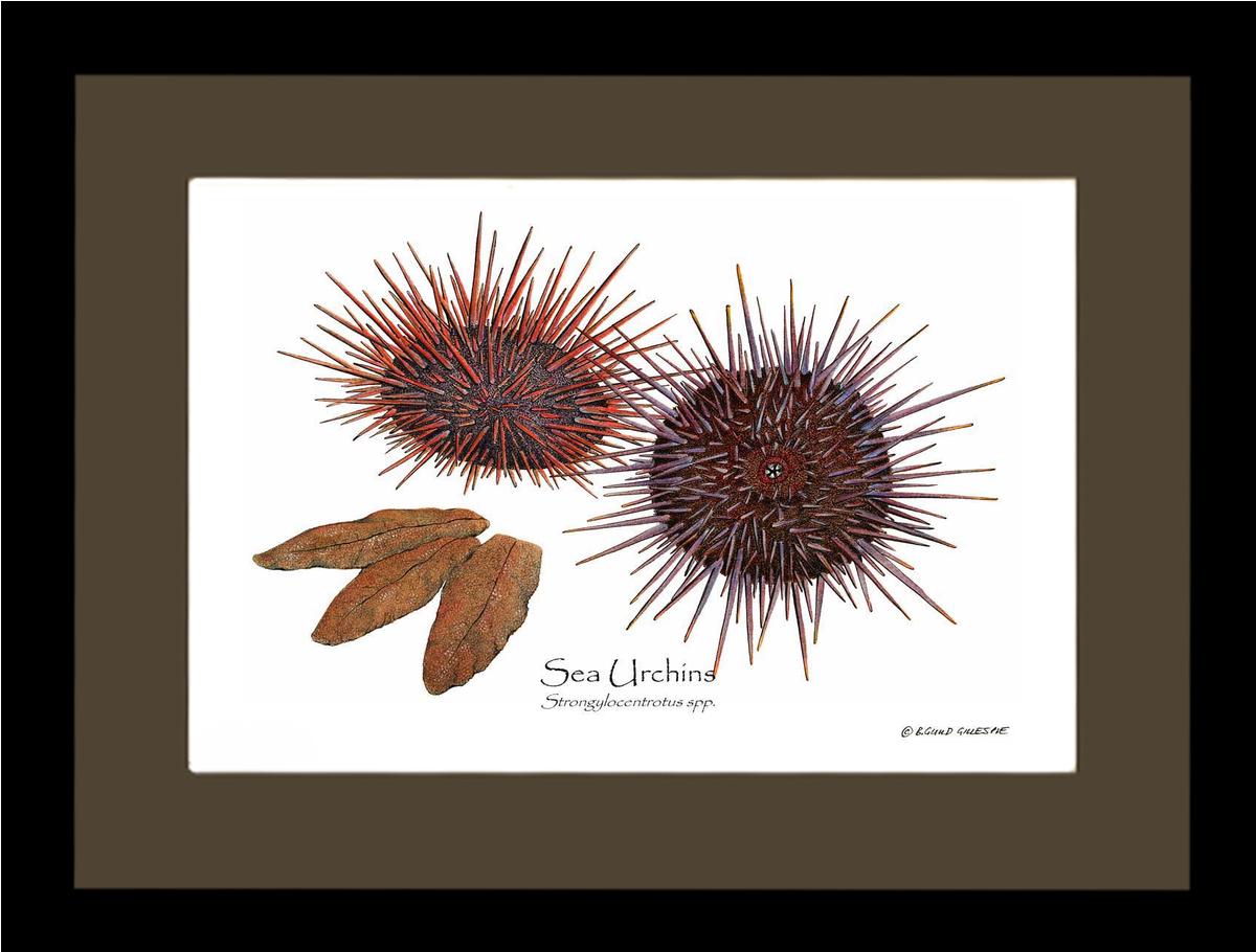 Shellfish Print: Sea Urchins, Red/Purple | Wall Art Shellfish Print