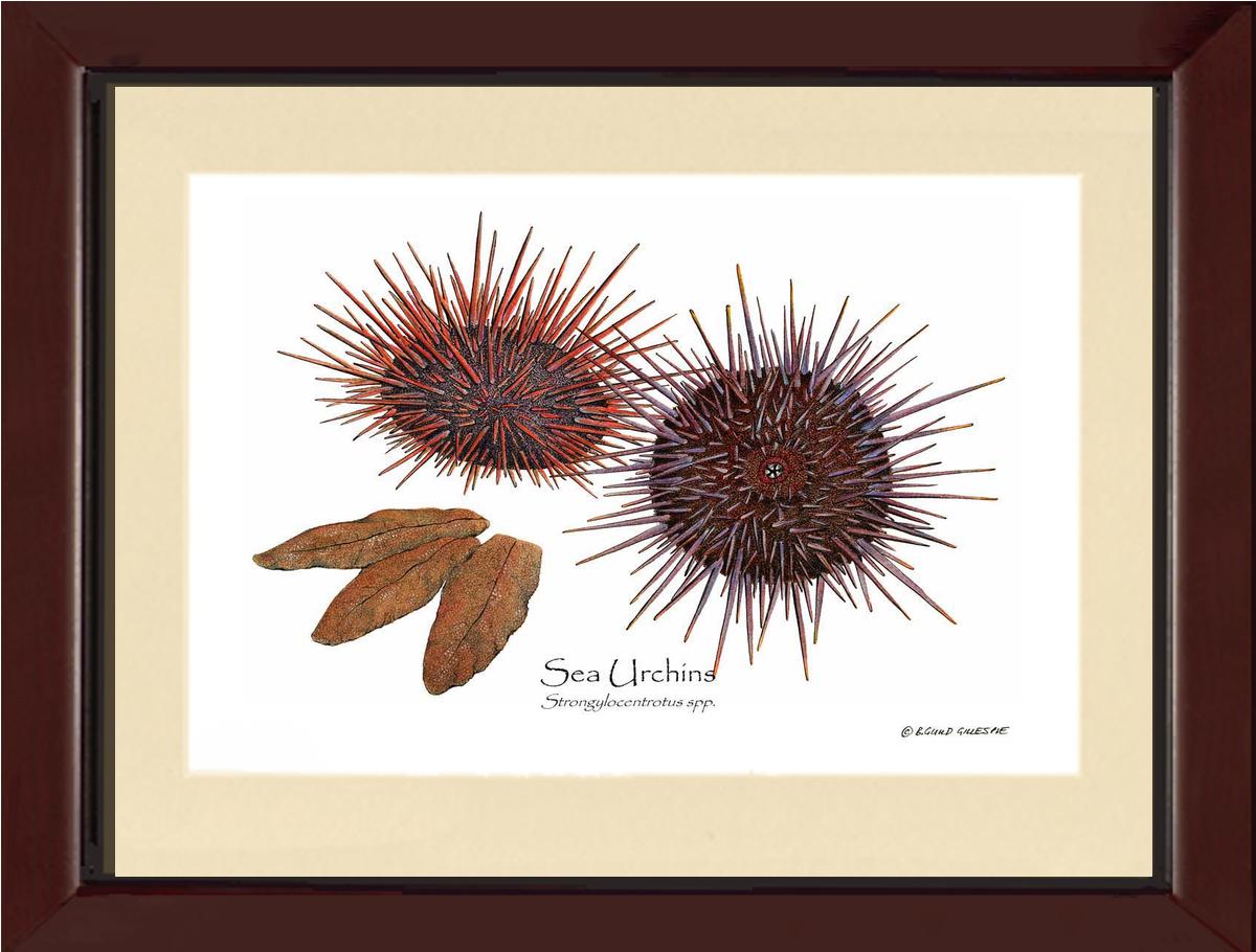 Shellfish Print: Sea Urchins, Red/Purple | Wall Art Shellfish Print