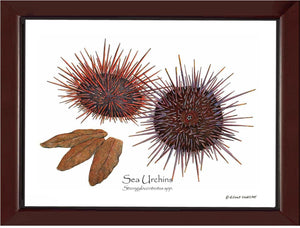 Sea Urchins, Red/Purple