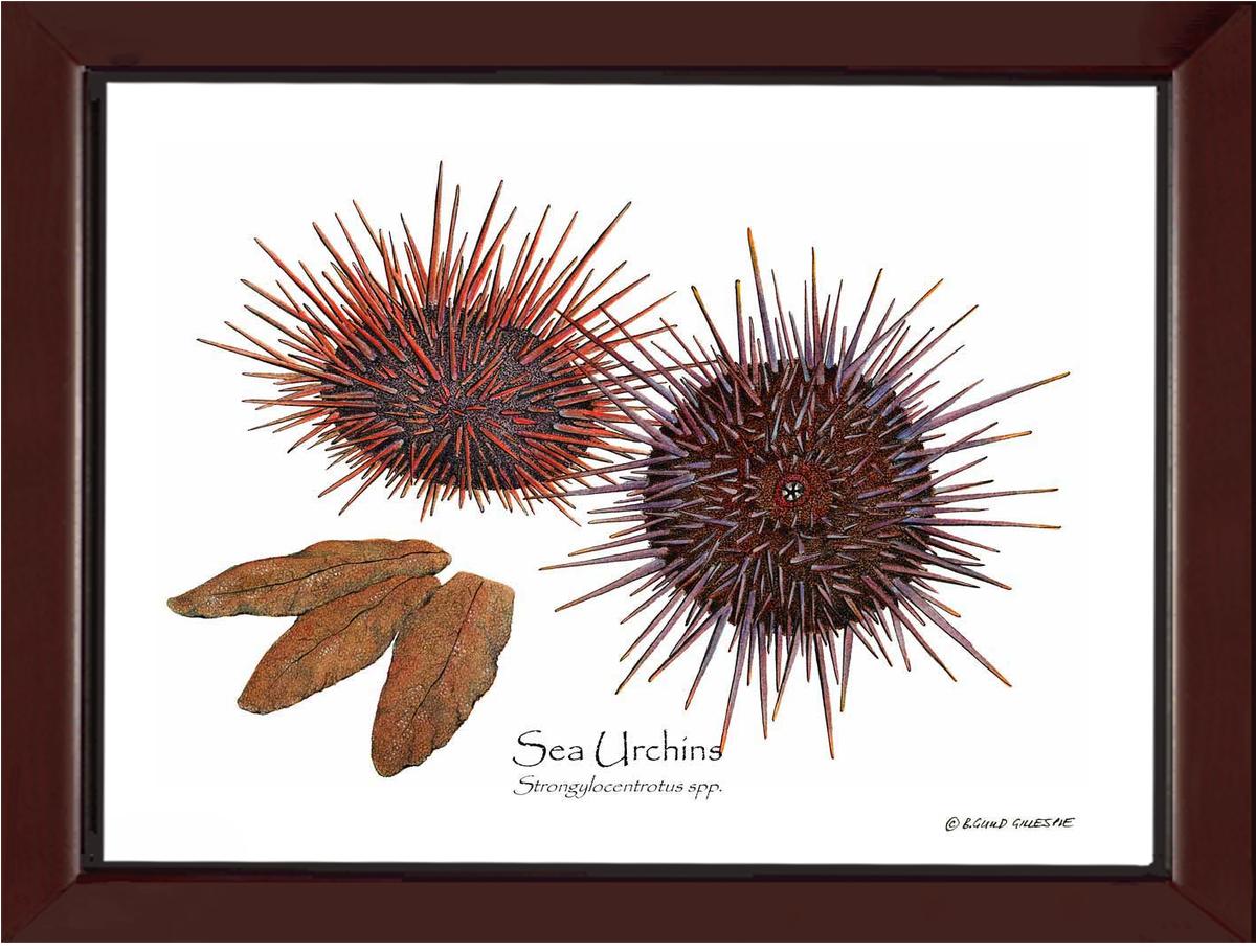 Shellfish Print: Sea Urchins, Red/Purple | Wall Art Shellfish Print