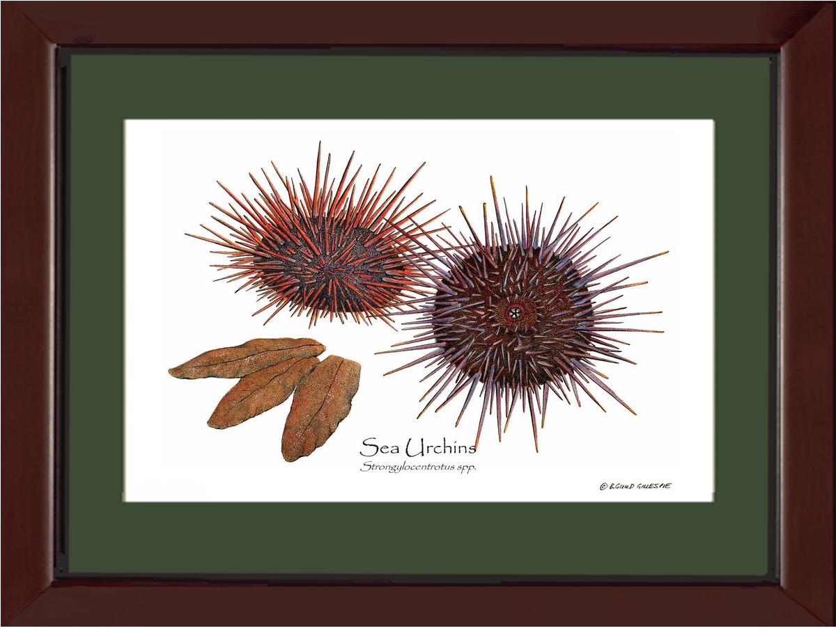 Shellfish Print: Sea Urchins, Red/Purple | Wall Art Shellfish Print