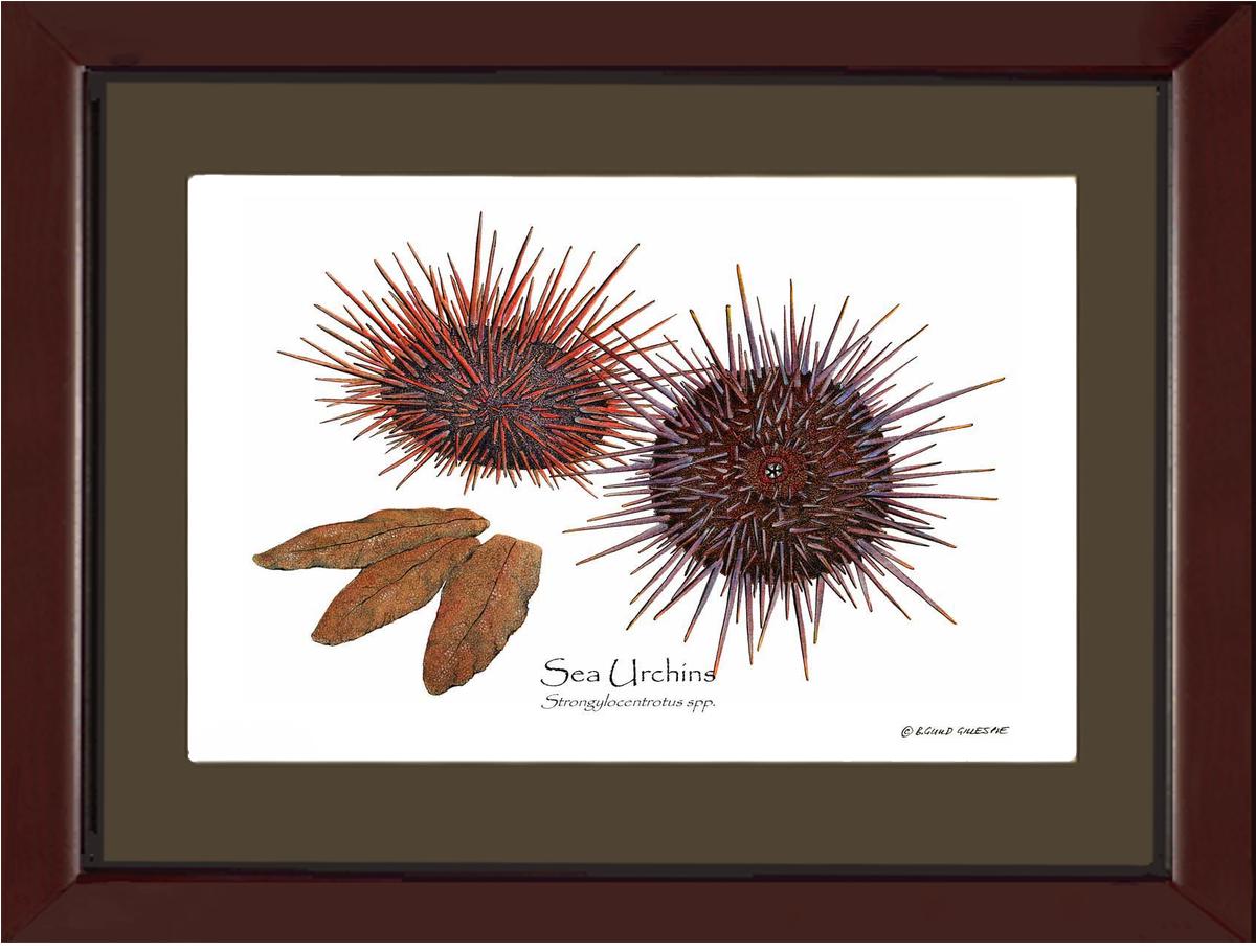 Shellfish Print: Sea Urchins, Red/Purple | Wall Art Shellfish Print