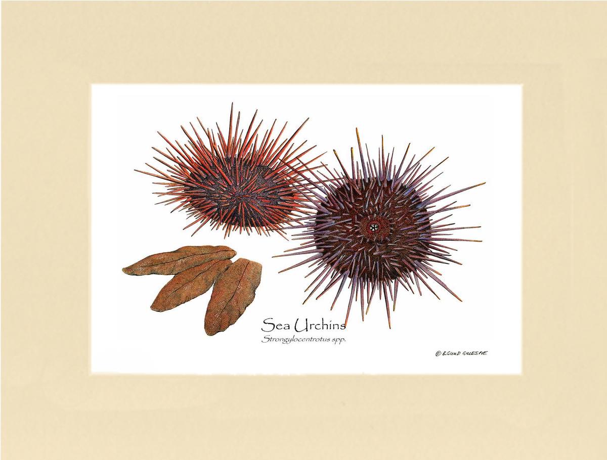 Shellfish Print: Sea Urchins, Red/Purple | Wall Art Shellfish Print