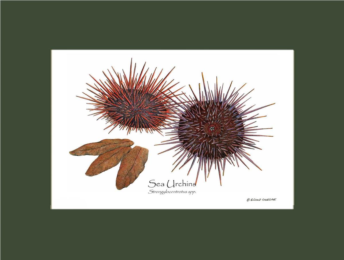 Shellfish Print: Sea Urchins, Red/Purple | Wall Art Shellfish Print