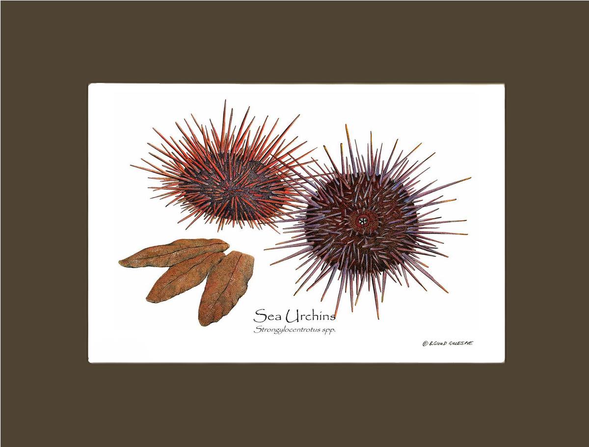 Shellfish Print: Sea Urchins, Red/Purple | Wall Art Shellfish Print