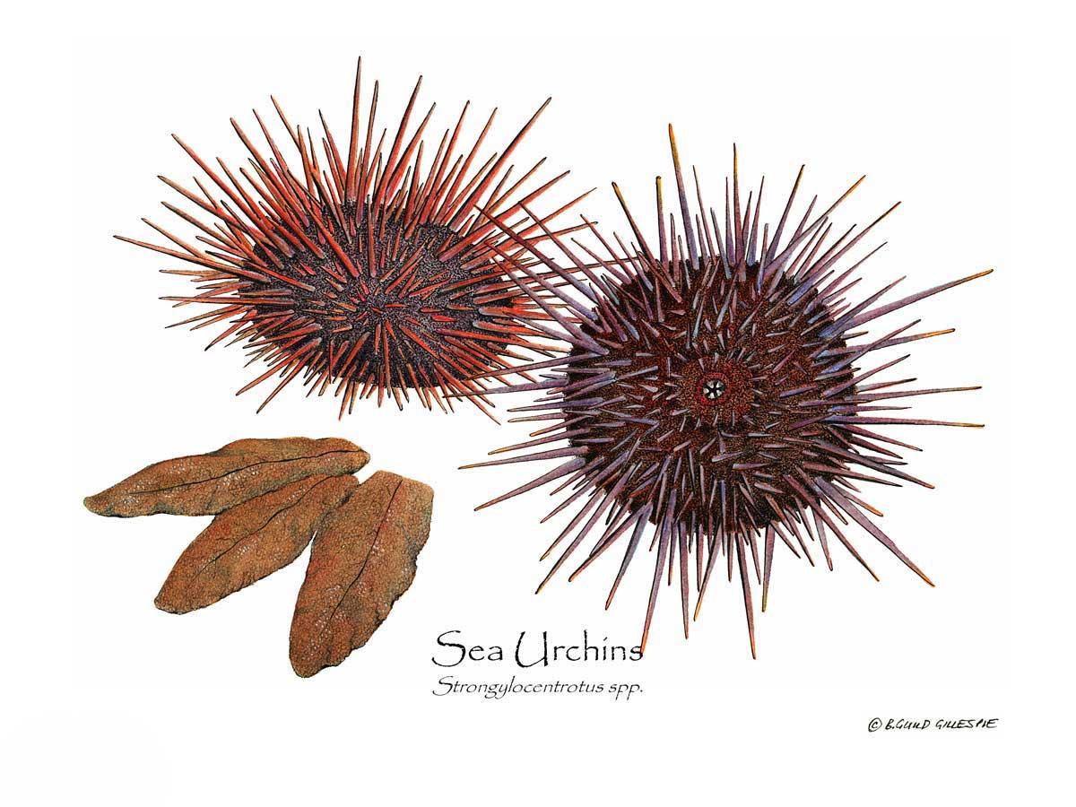 Shellfish Print: Sea Urchins, Red/Purple | Wall Art Shellfish Print