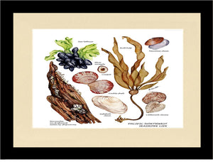 Pacfiic Intertidal Life #1