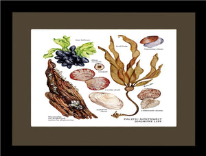 Pacfiic Intertidal Life #1