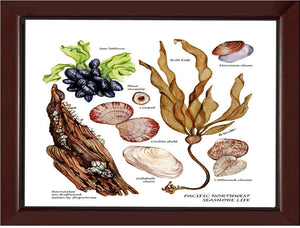 Pacfiic Intertidal Life #1