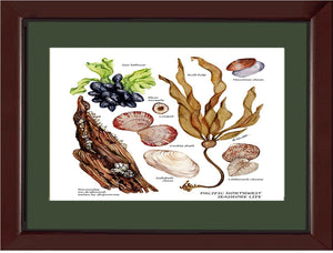 Pacfiic Intertidal Life #1