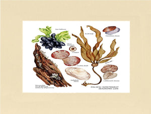 Pacfiic Intertidal Life #1