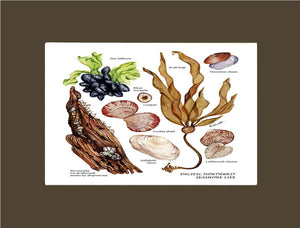 Pacfiic Intertidal Life #1