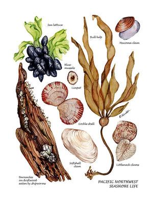 Shellfish Print: Pacfiic Intertidal Life #1