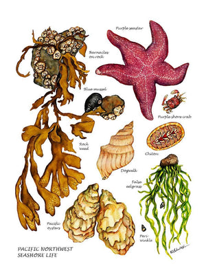 Shellfish Print: Pacfiic Intertidal Life #2