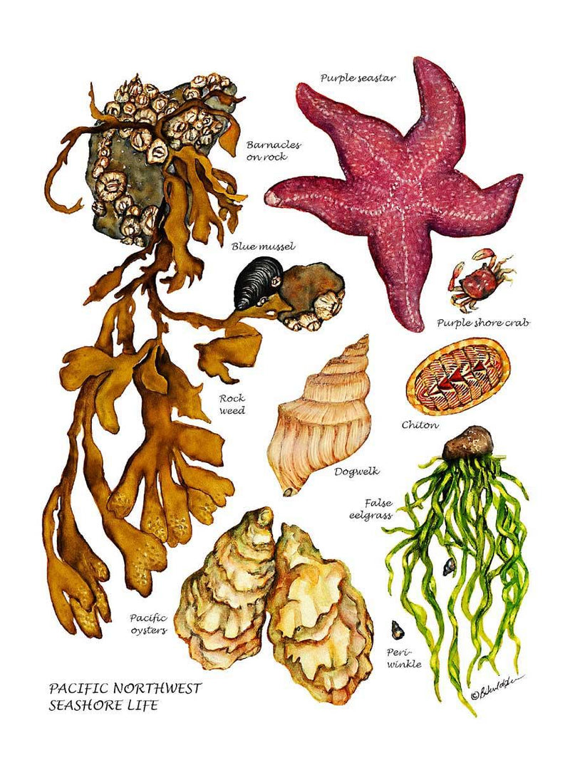 Pacfiic Intertidal Life #2 | Shellfish Wall Art Print – Charting Nature