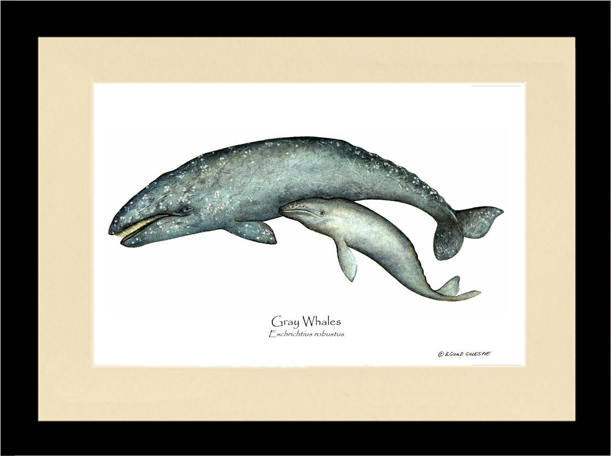 Shellfish Print: Whale, Gray  - Eschrichtius robustus | Wall Art Shellfish Print