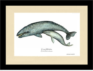 Shellfish Print: Whale, Gray  - Eschrichtius robustus