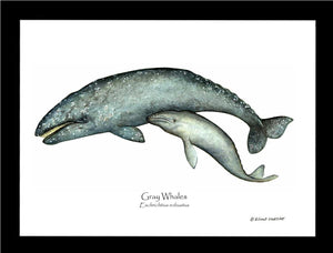 Shellfish Print: Whale, Gray  - Eschrichtius robustus