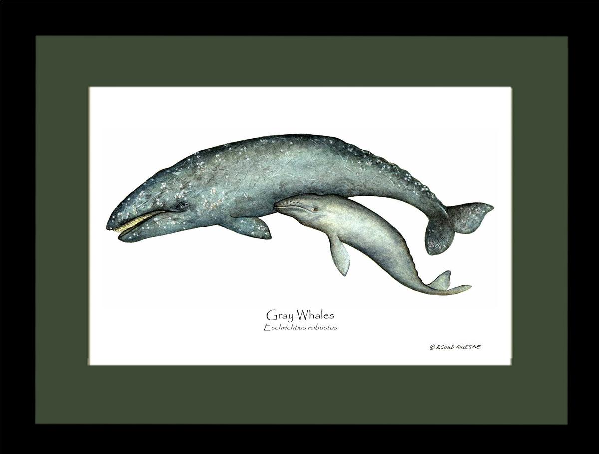 Shellfish Print: Whale, Gray  - Eschrichtius robustus | Wall Art Shellfish Print