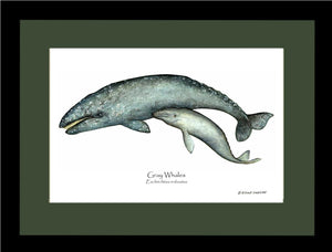 Shellfish Print: Whale, Gray  - Eschrichtius robustus