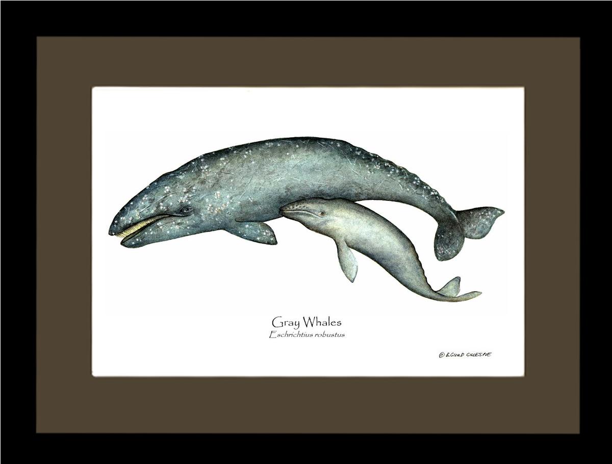 Shellfish Print: Whale, Gray  - Eschrichtius robustus | Wall Art Shellfish Print