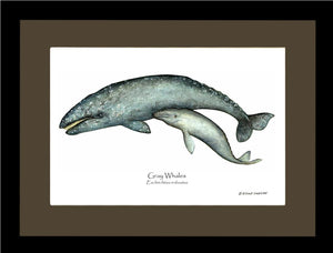 Shellfish Print: Whale, Gray  - Eschrichtius robustus