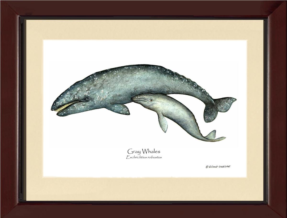 Shellfish Print: Whale, Gray  - Eschrichtius robustus | Wall Art Shellfish Print