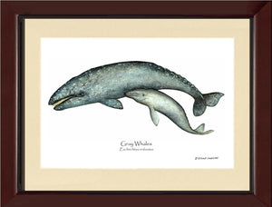 Shellfish Print: Whale, Gray  - Eschrichtius robustus