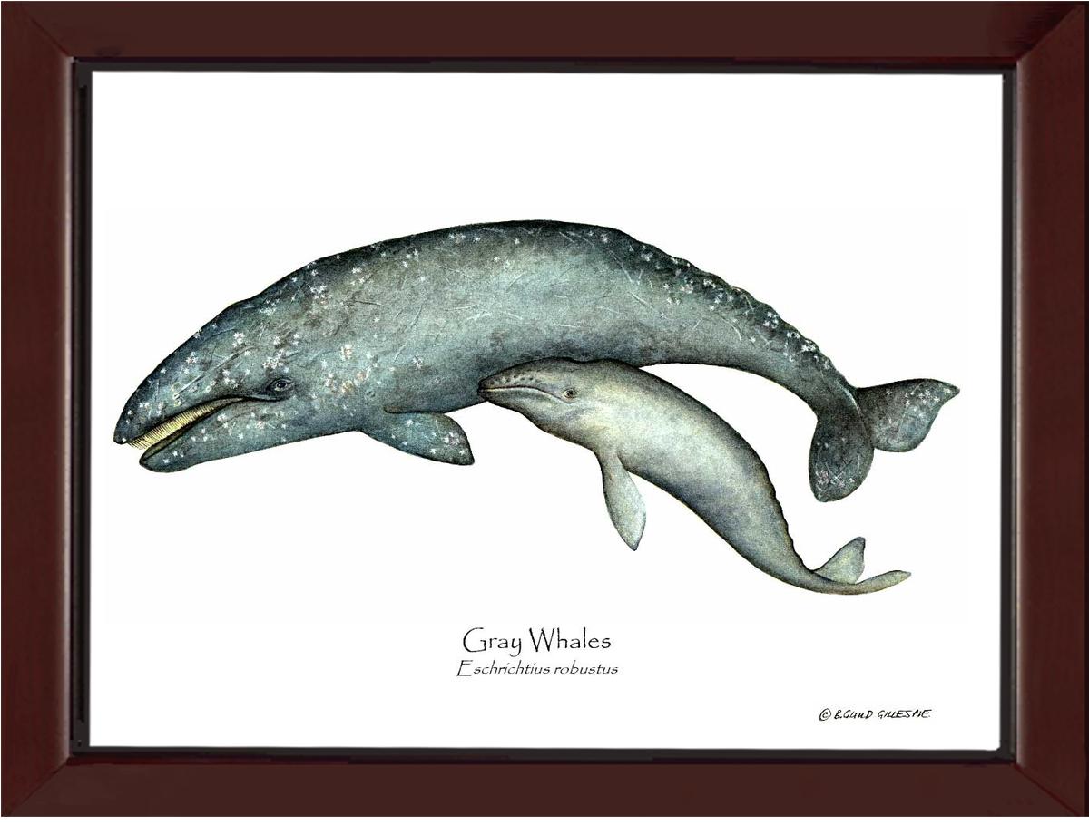 Shellfish Print: Whale, Gray  - Eschrichtius robustus | Wall Art Shellfish Print