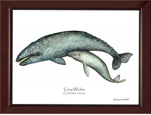 Shellfish Print: Whale, Gray  - Eschrichtius robustus