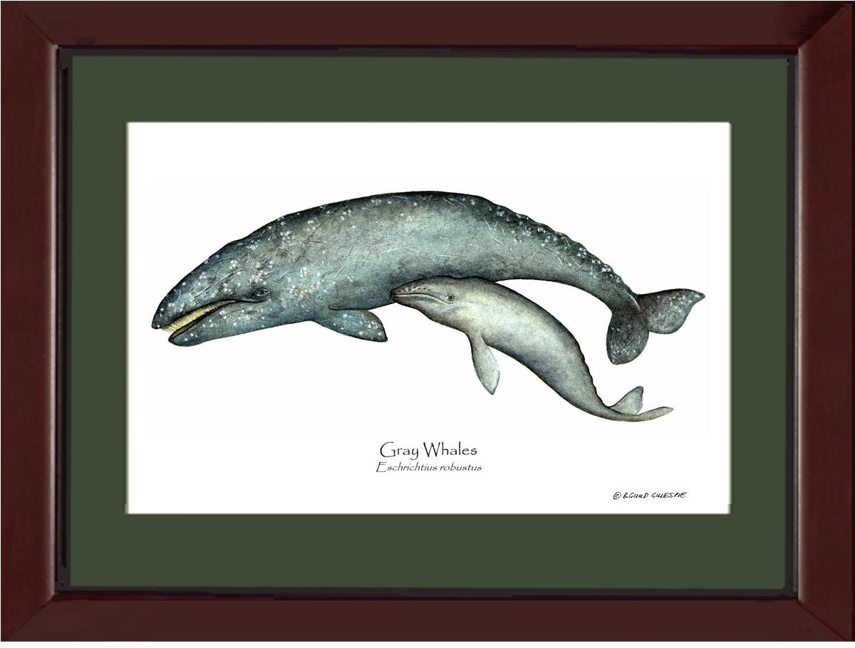 Shellfish Print: Whale, Gray  - Eschrichtius robustus | Wall Art Shellfish Print