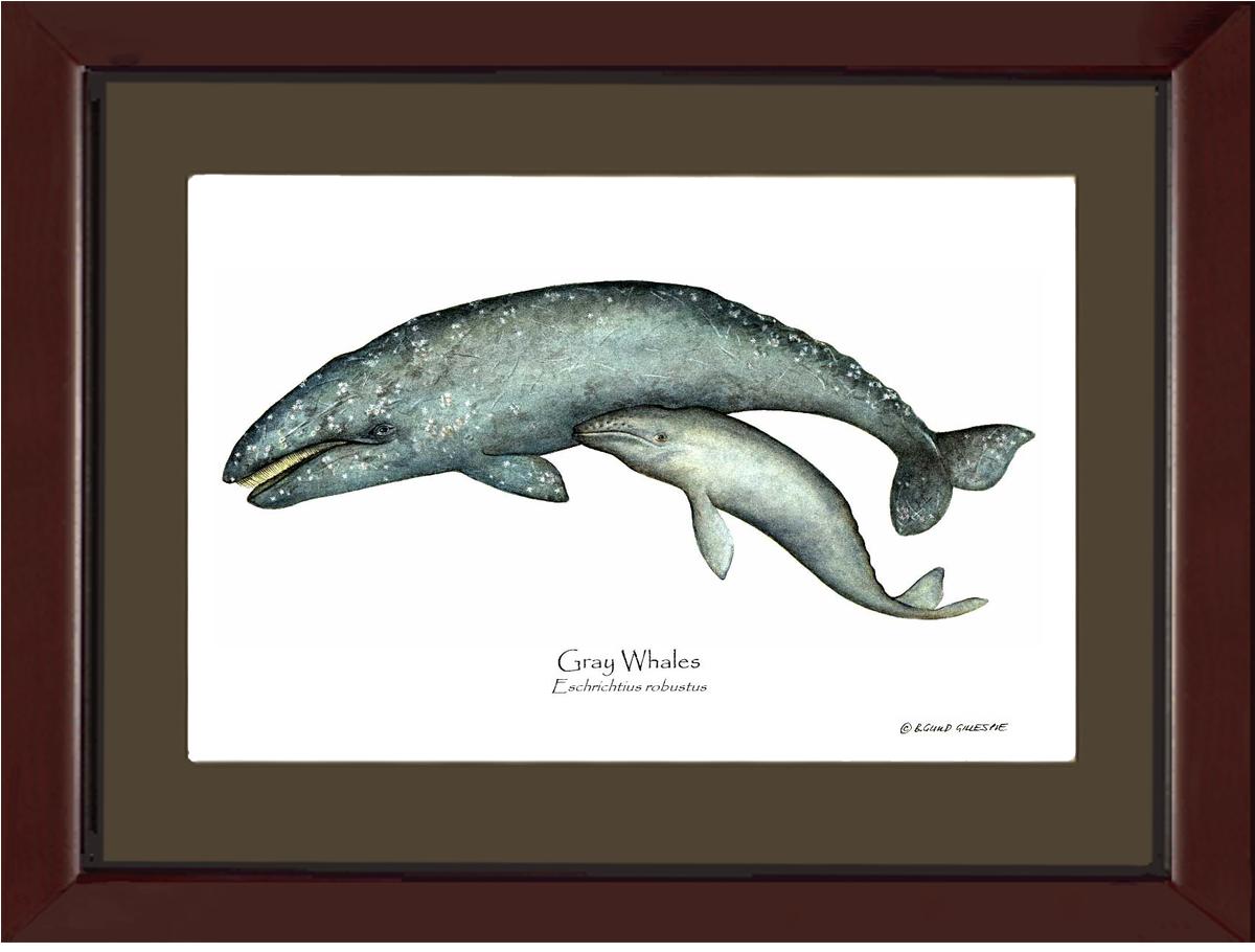 Shellfish Print: Whale, Gray  - Eschrichtius robustus | Wall Art Shellfish Print