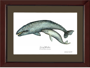 Shellfish Print: Whale, Gray  - Eschrichtius robustus
