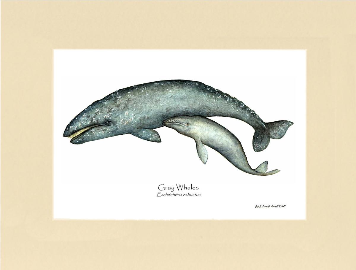Shellfish Print: Whale, Gray  - Eschrichtius robustus | Wall Art Shellfish Print